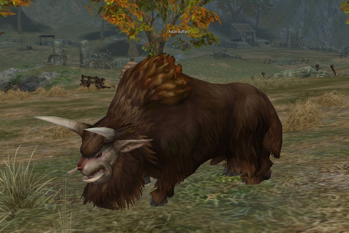 Adult Buffalo mw